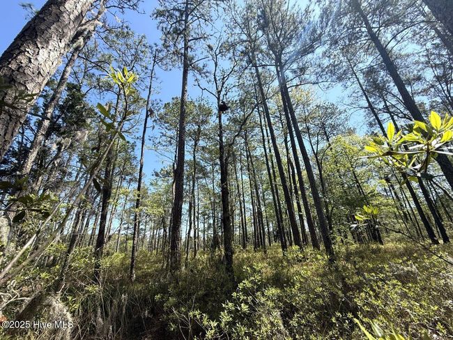 18 Davis Ln, Home with 0 bedrooms, 0 bathrooms and null parking in Belhaven NC | Image 15