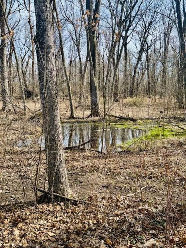 you will see all sorts of wildlife come to the pond. | Image 27