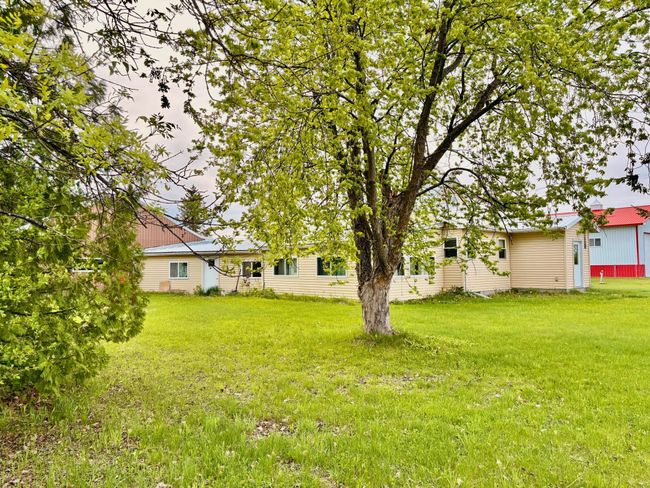 Large Maple tree | Image 6