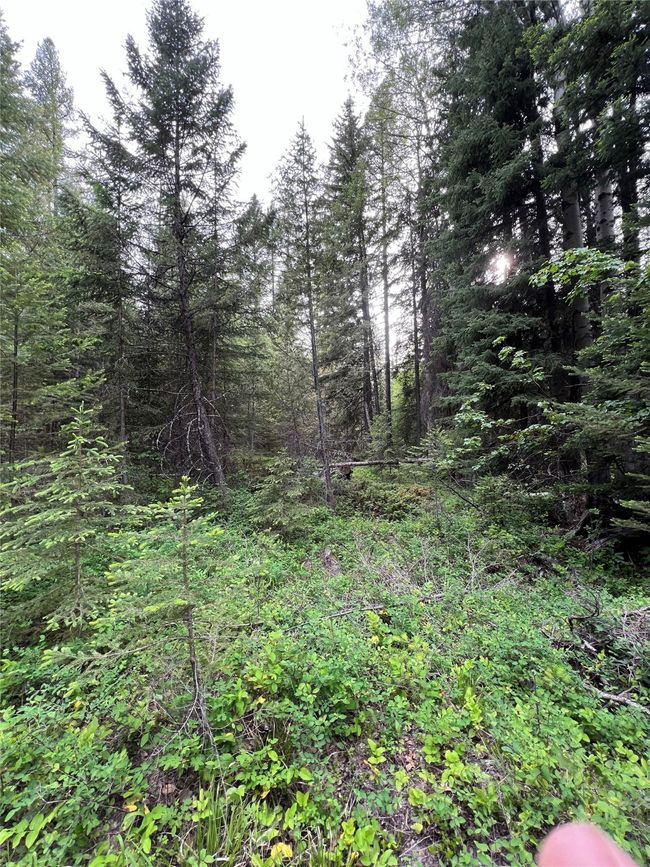 breaks in the trees with deer trails | Image 123