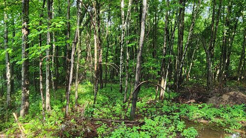 1 County Road M, ELK MOUND, WI, 54739 | Card Image