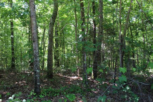 000 Ebenezer Rd, Toone, TN, 38381 | Card Image