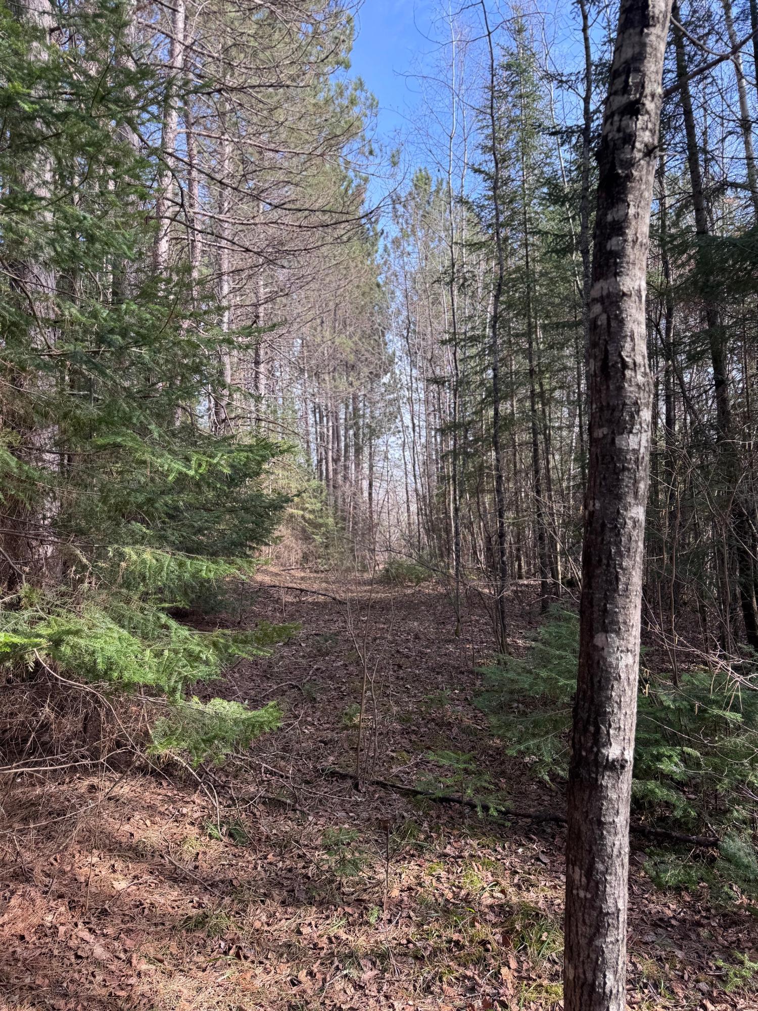 Land in Minocqua 2