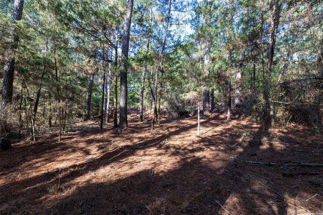 View of tree filled area | Image 4