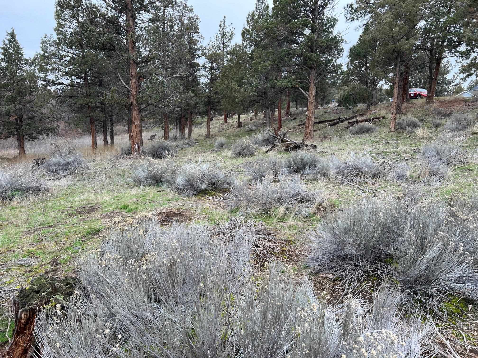 Land in Weed 3