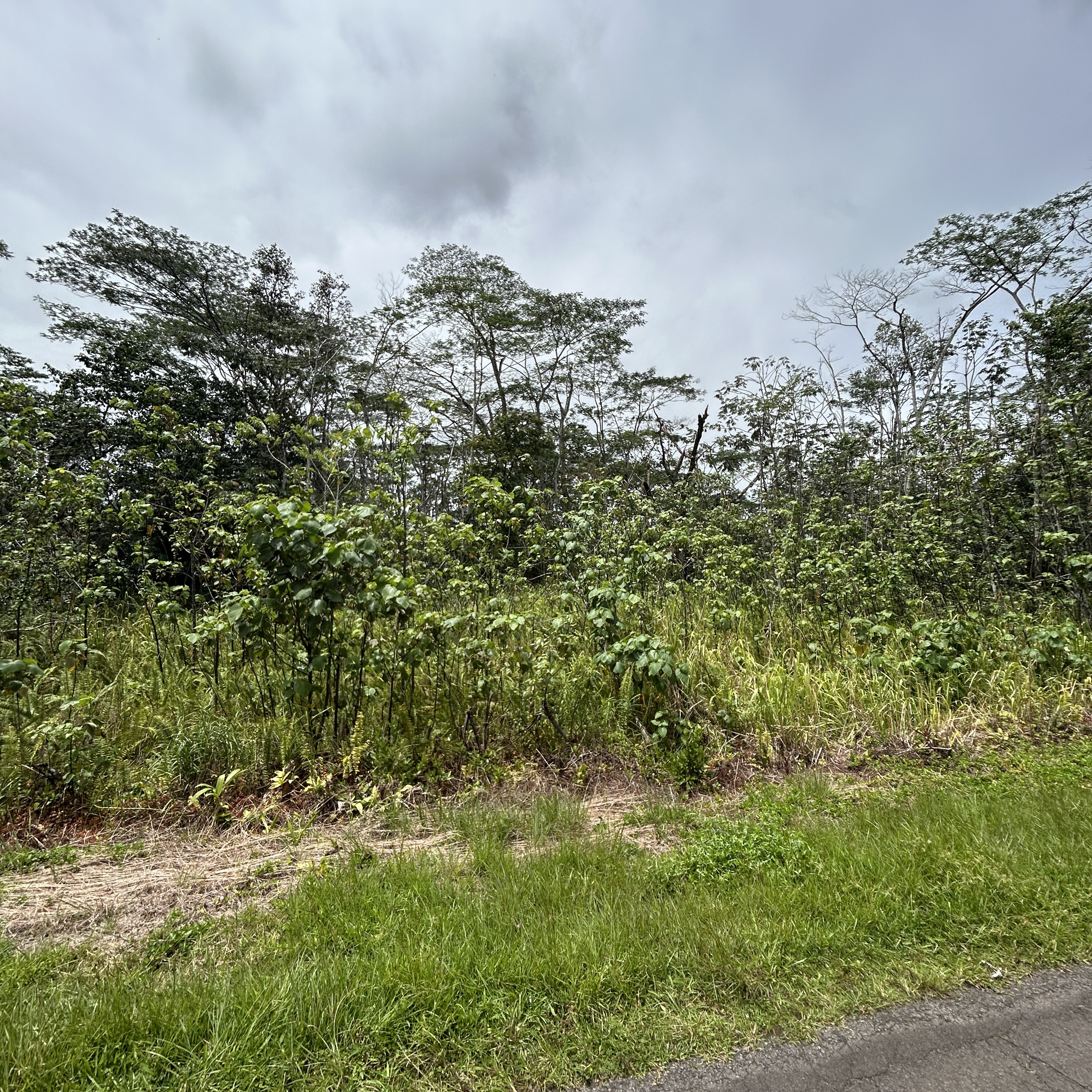 Land in Pahoa 3