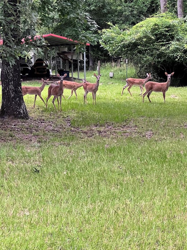 They brought their friends over. | Image 7