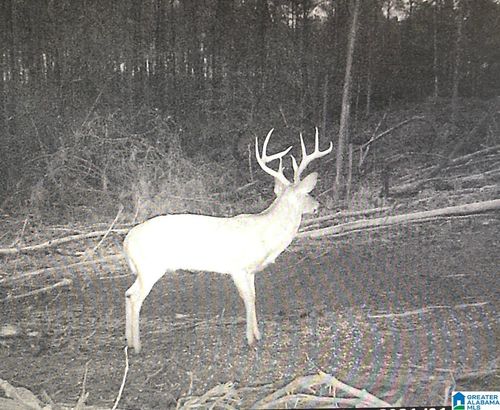 lot-4-2011 Mccay Dr, MORRIS, AL, 35116-1517 | Card Image