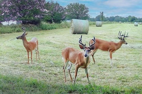 TBD Sw 101st Rd, Chilhowee, MO, 64733 | Card Image