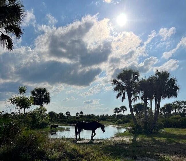 1303 Cabbage Ln, Home with 0 bedrooms, 0 bathrooms and null parking in Okeechobee FL | Image 9
