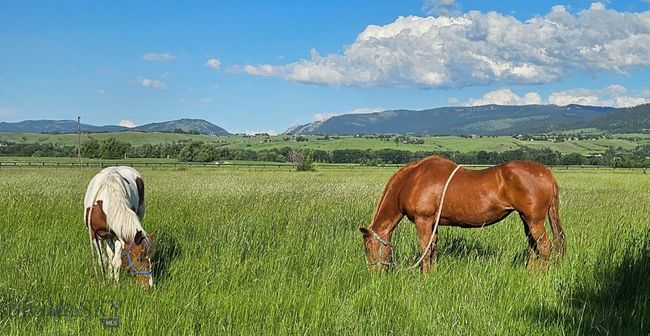 Lush Front Pasture | Image 22