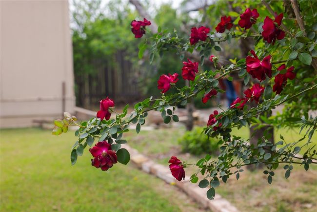 Backyard Roses | Image 24