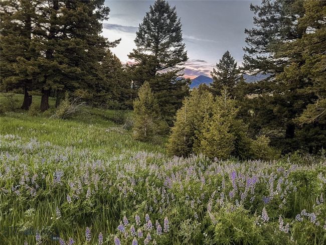 Pick your way through wildflowers and your own private evergreen forest. | Image 74
