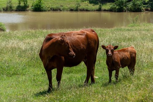 TBD Shaffer Rd, Denison, TX, 75021 | Card Image