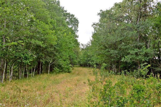 View of woods | Image 35