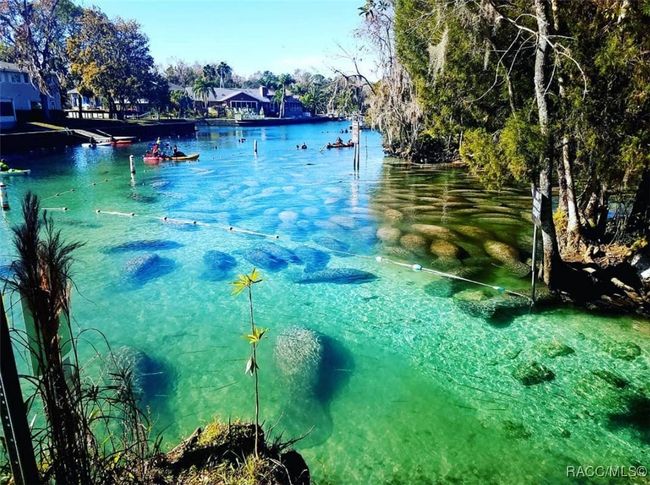 Springs in Crystal River, FL | Image 12