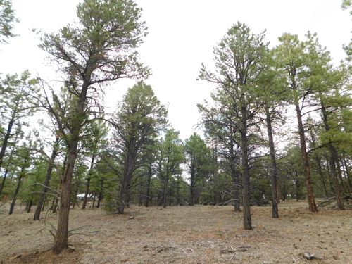 S2 Leon Dr, Quemado, NM, 87829 | Card Image