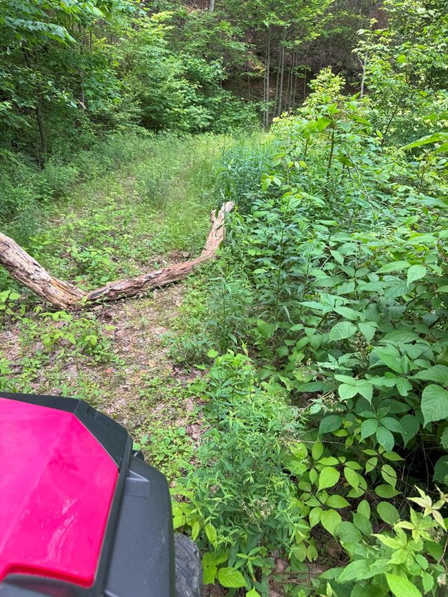 88 acres Bolden Branch Rd, Home with 0 bedrooms, 0 bathrooms and null parking in Andrews NC | Image 17