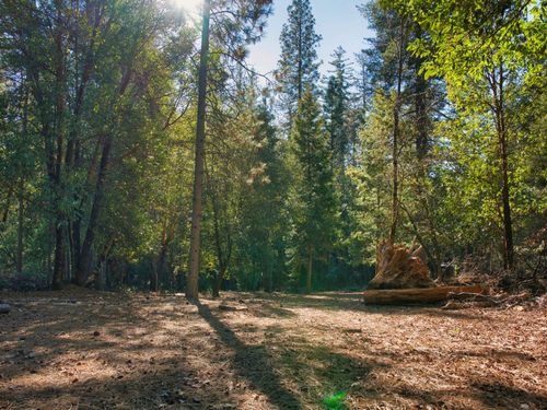 3196 Pine Cone Court, Placerville, CA, 95667 | Card Image