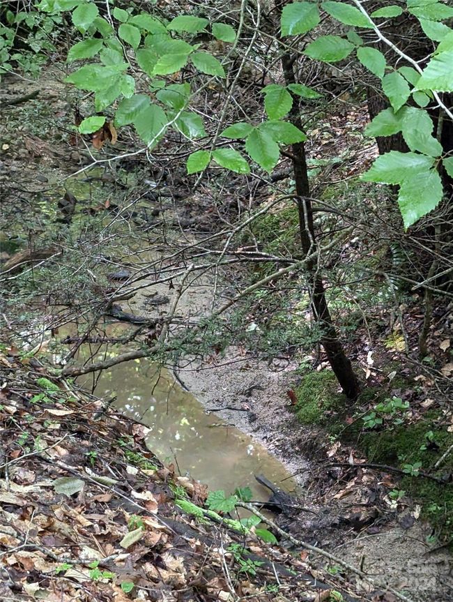 Stream on Back of Lot~~ | Image 19