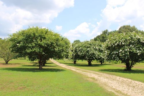 8055 Highway 87 W, Henning, TN, 38041-6234 | Card Image