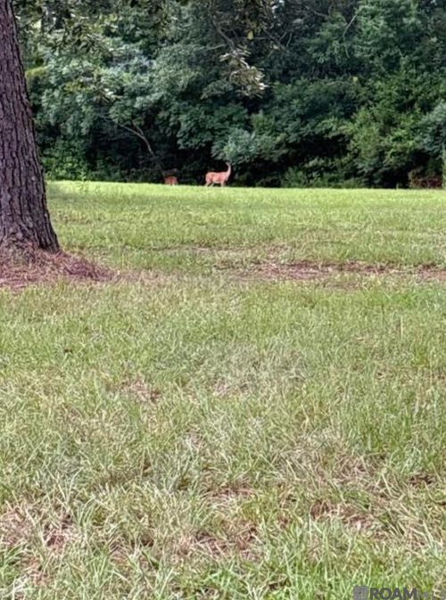 TBD Highway 22, Springfield, LA, 70462 | Card Image