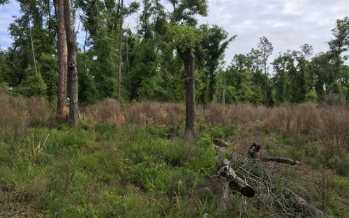 TBD Ne Willow Bend Loop, Lee, FL, 32059 | Card Image