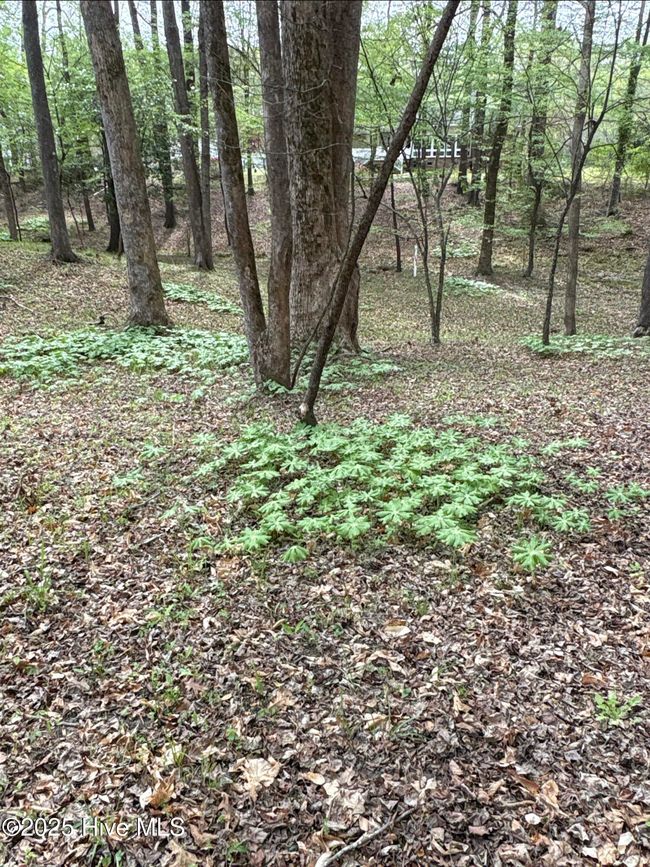 20 - 212 Tree Shade Dr, Home with 0 bedrooms, 0 bathrooms and null parking in Washington NC | Image 6