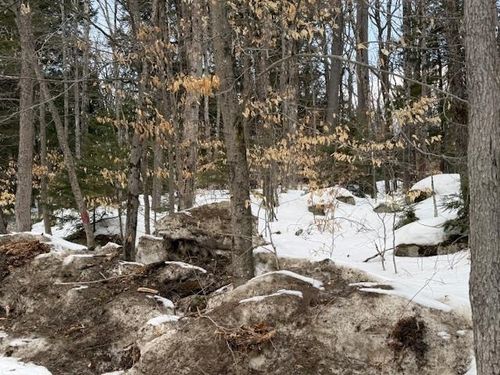 Map 6 Lot 103 Route 16, Albany, NH, 03818 | Card Image