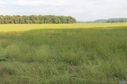 40 Acres Huckaby Bridge Road, Falkville, AL, 35622 | Card Image