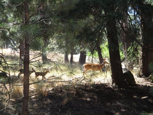 930 Wild Plum Dr, Klamath Falls, OR, 97601-1903 | Card Image