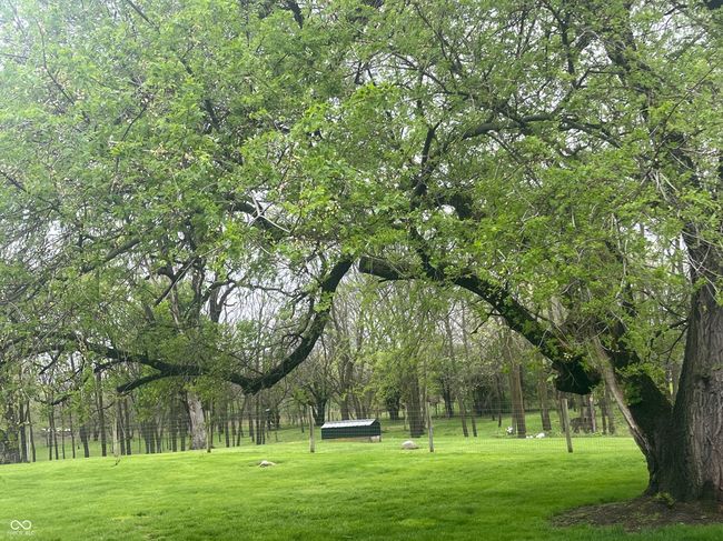 This huge very old tree is to the west of the driveway leading back to the garage and more than 3 acres beyond the gate. | Image 7