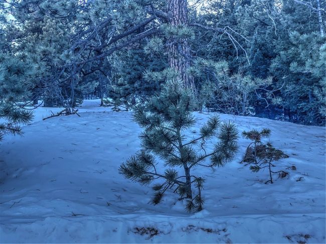 1174 Monarch Dr, Home with 0 bedrooms, 0 bathrooms and null parking in Cripple Creek CO | Image 27