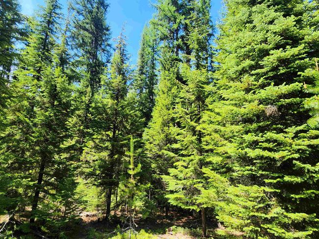 7450 Ruby Creek Rd, Home with 0 bedrooms, 0 bathrooms and null parking in Cusick WA | Image 7