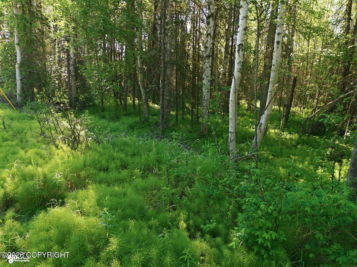 Land in Wasilla 3