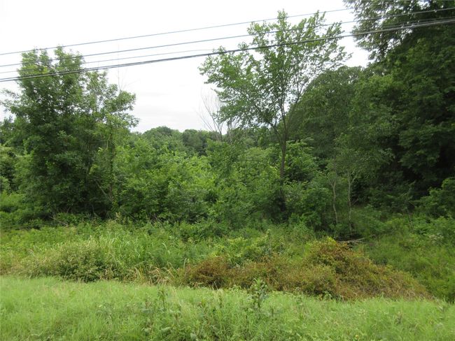 View of tree filled area | Image 4