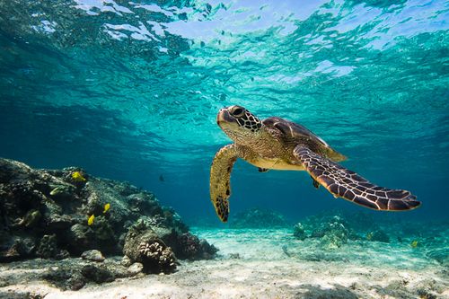 75-4117 Kamalii, KAILUA KONA, HI, 96740 | Card Image