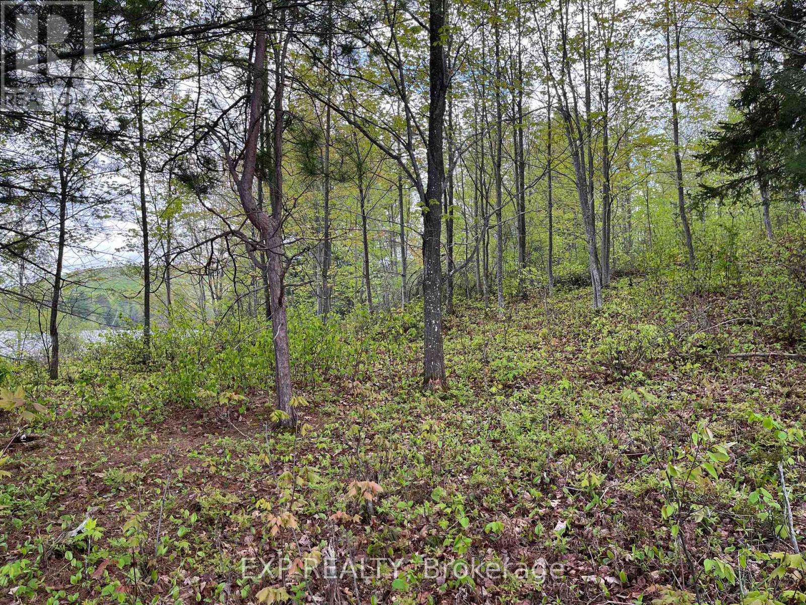 Land in Madawaska Valley 5