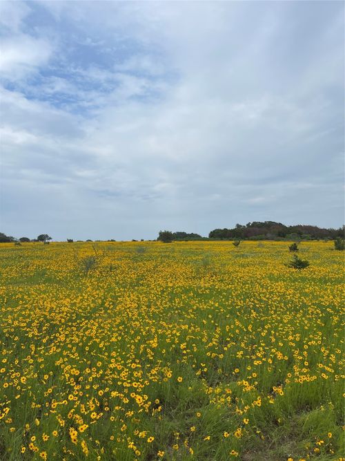 lot-155-0000 Bison Ridge Dr, Stephenville, TX, 76401 | Card Image