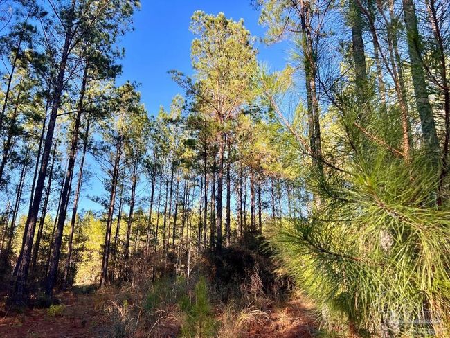 Lot 2-RS Hwy 182, Home with 0 bedrooms, 0 bathrooms and null parking in Jay FL | Image 14