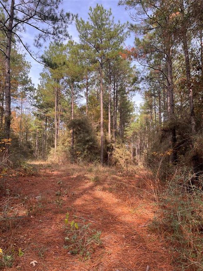 1432 Fm 1745 S, For Sale in Chester Zoocasa