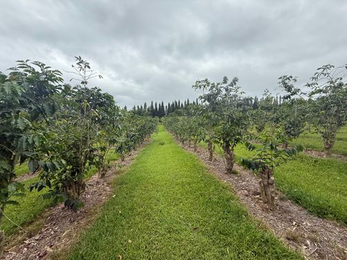 96-1970 Kumupea Rd, PAHALA, HI, 96777 | Card Image
