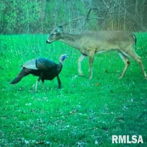 TBD Pryortown Rd, Villa Ridge, IL, 62996 | Card Image