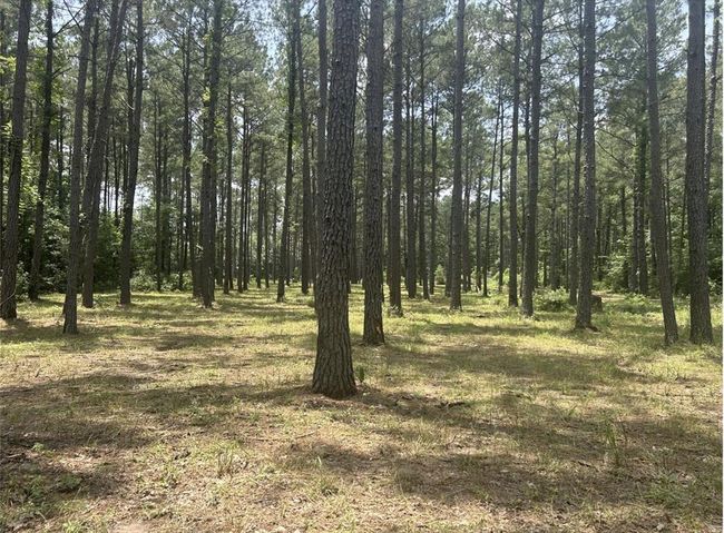 185 Forrest Rd, Home with 0 bedrooms, 0 bathrooms and null parking in Huntington TX | Image 11