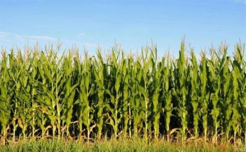 69 & 700 N, Van Buren, IN, 46991 | Card Image