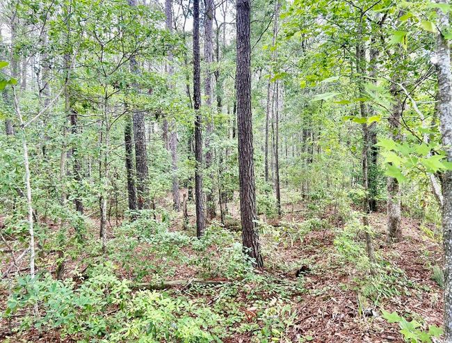 View of woods | Image 13