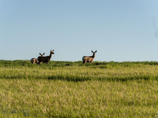 Neighbors wandering through | Image 42