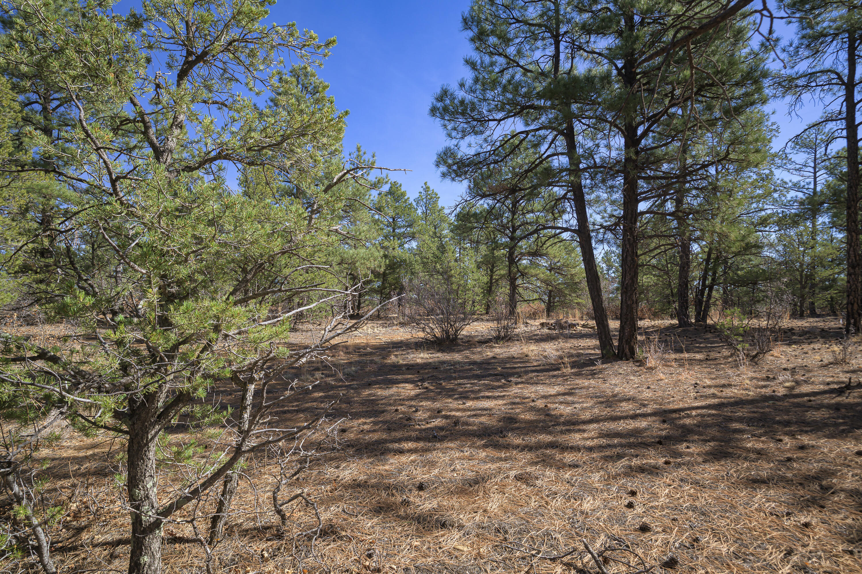 Land in Weston 2