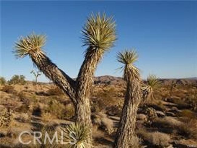 7275 Saddleback Rd, Home with 0 bedrooms, 0 bathrooms and null parking in Joshua Tree CA | Image 7