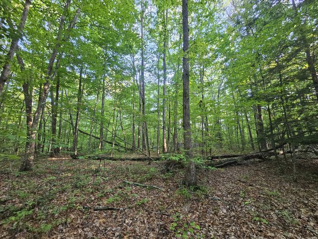 3 Woodfern Ln, Home with 0 bedrooms, 0 bathrooms and null parking in Coalmont TN | Image 11